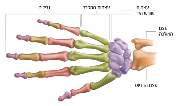 אצבעות